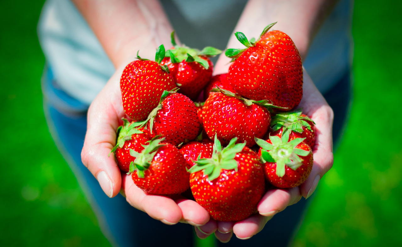 Focus sulla fragola