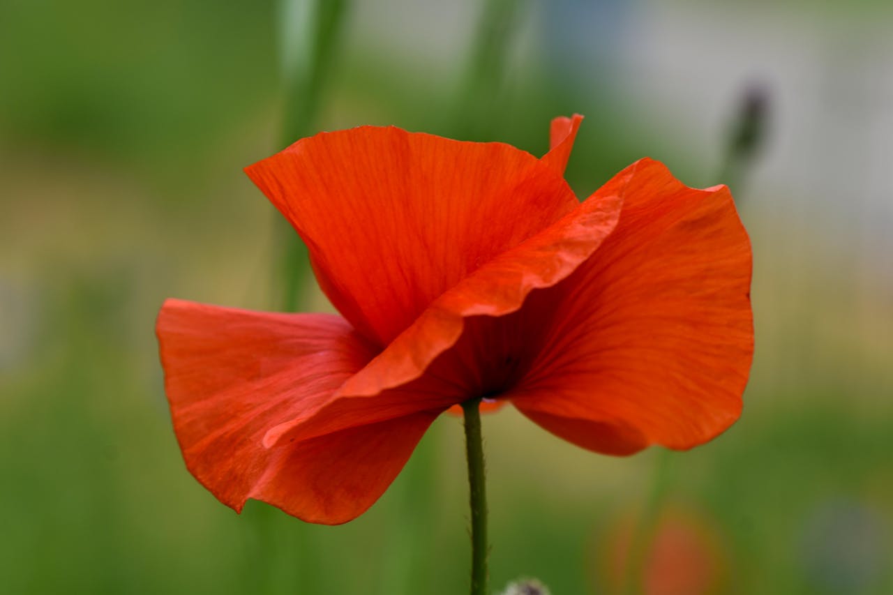 petali di papavero contro fame nervosa