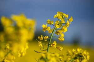 olio di colza fa male