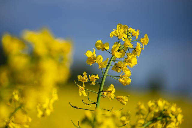 olio di colza fa male