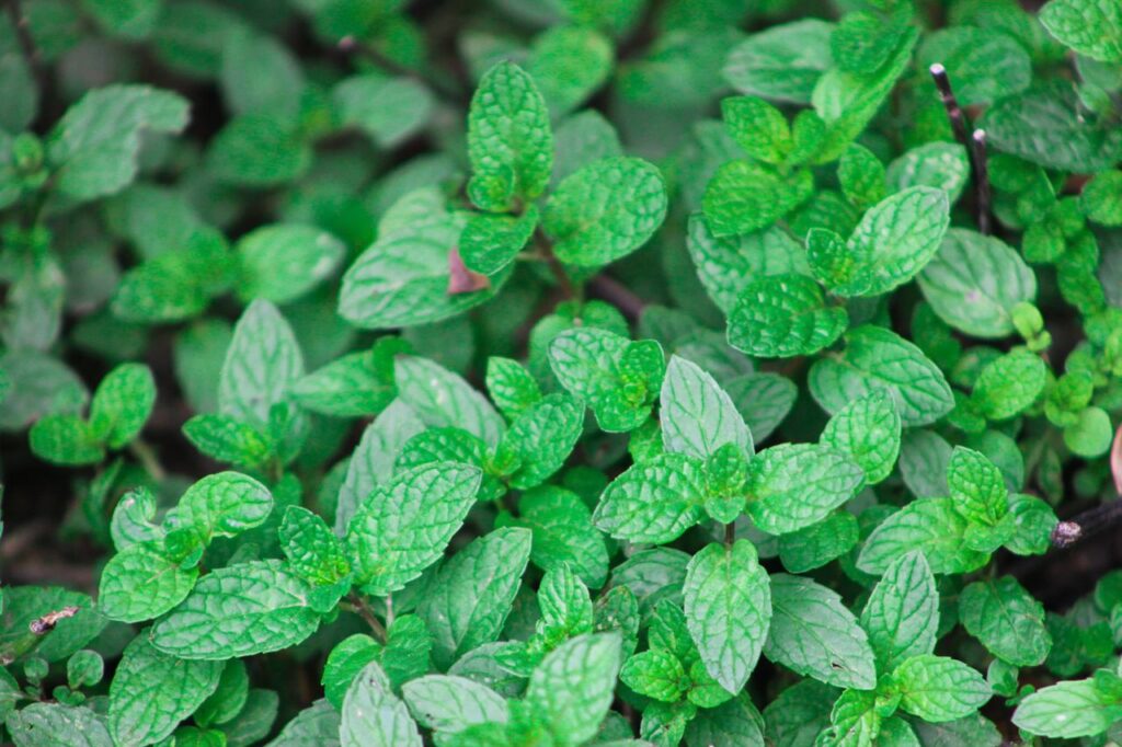 menta piperita