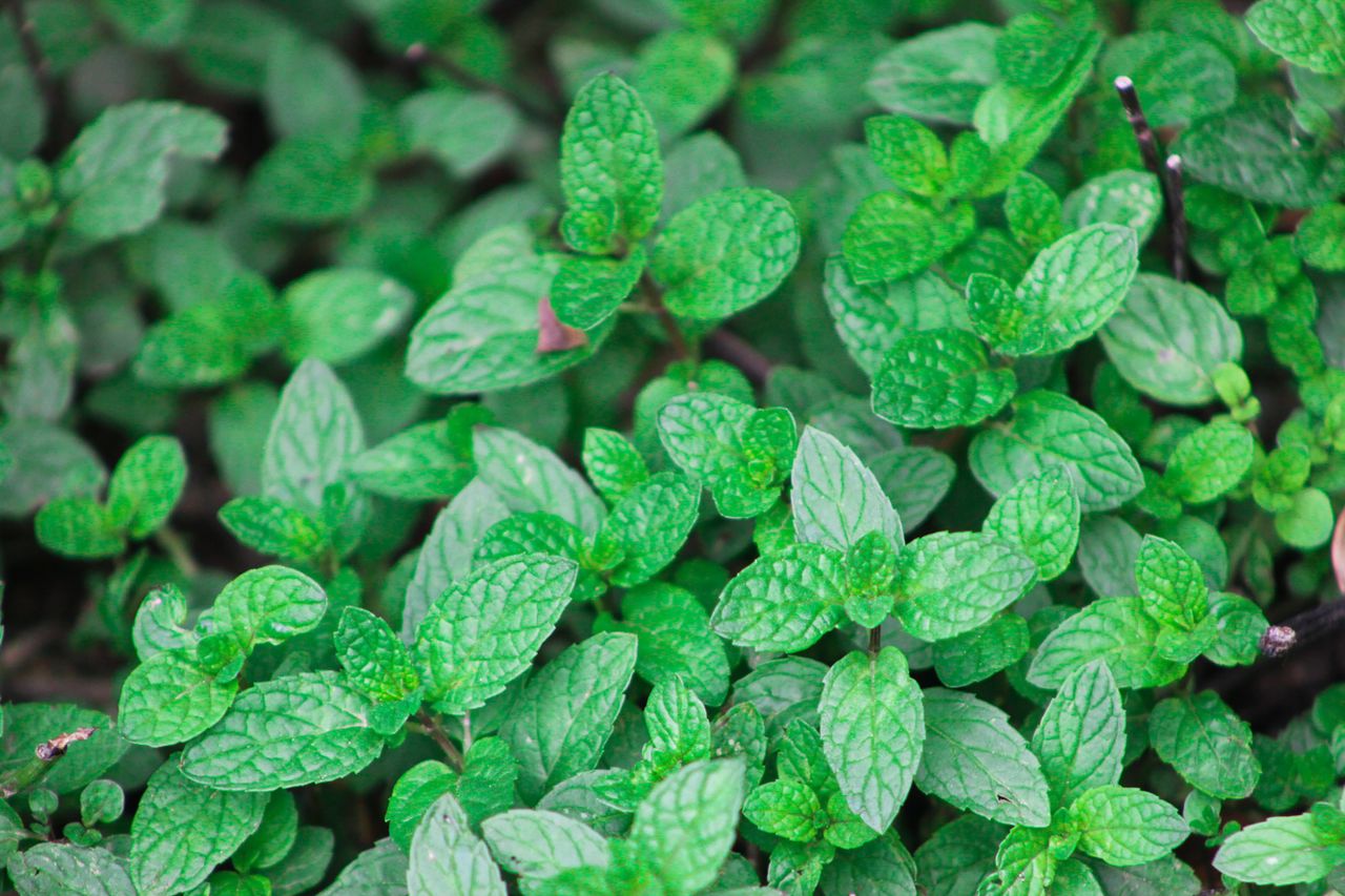 menta piperita